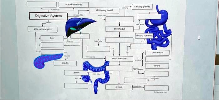 SOLVED Texts Digestive System Concept Map Absorb Nutrients