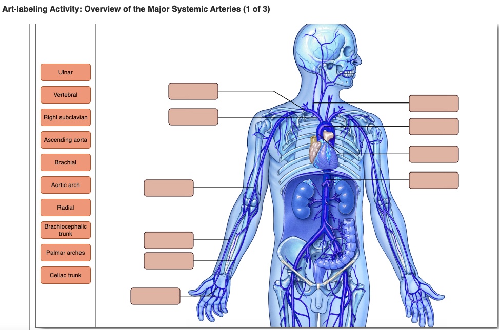 Solved Art Labeling Activity Overview Of The Major Systemic Arteries