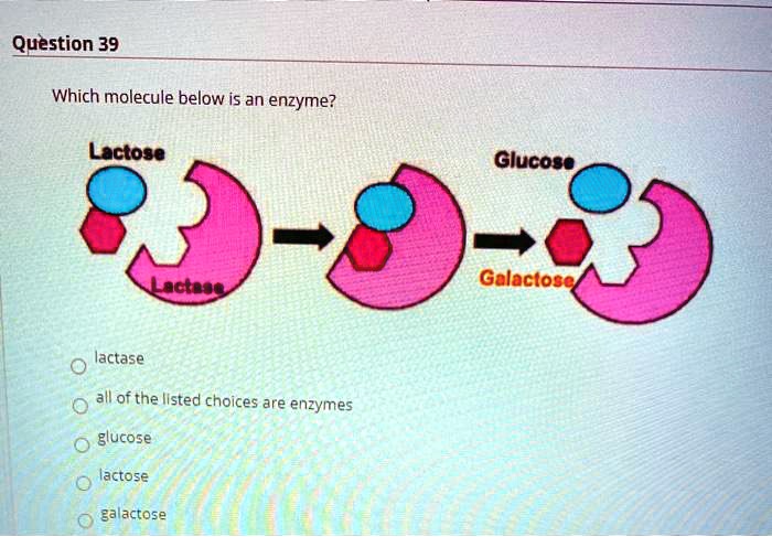 Solved Which Molecule Below Is An Enzyme Lactose Glucose Lactede