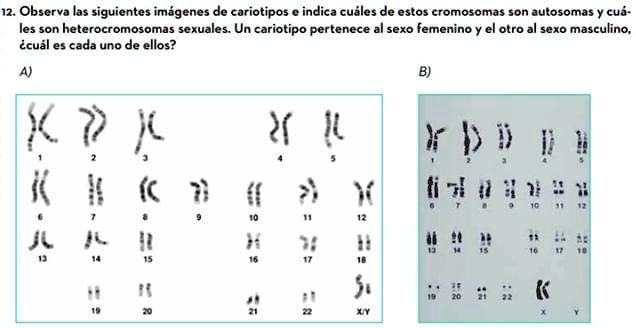 SOLVED resolver lo que esta en la imagen Observa las siguientes imágenes de cariotipos indica