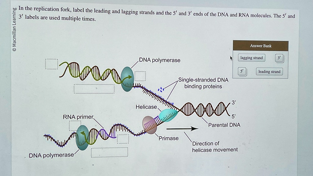 SOLVED In The Replication Fork Label The Leading And Lagging Strands