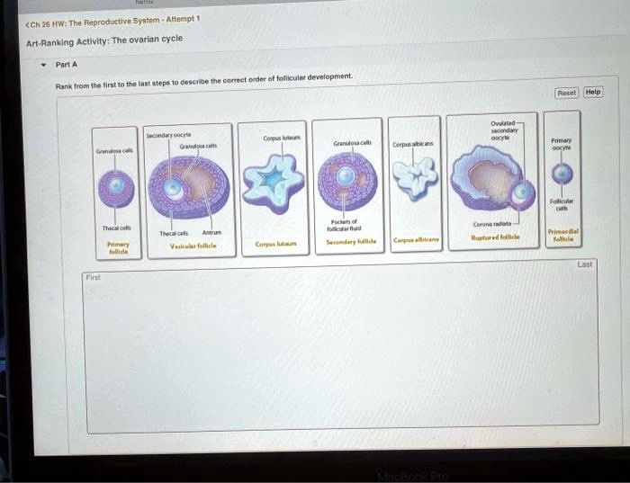 SOLVED Ch 26 HW The Reproductive System Attempt 1 Art Ranking
