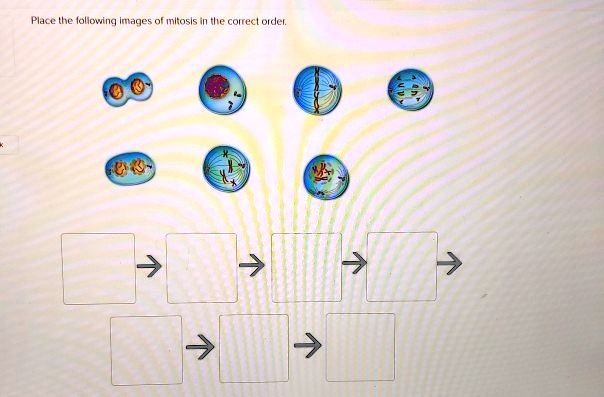 SOLVED Place The Following Images Of Mitosis In The Correct Order 7