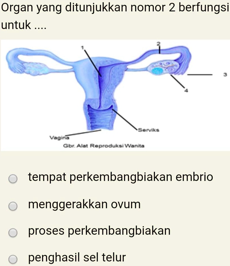 SOLVED Tolong Bantu Kak Nnti Saya Kasih Bintang 5 Sama Saya Follow