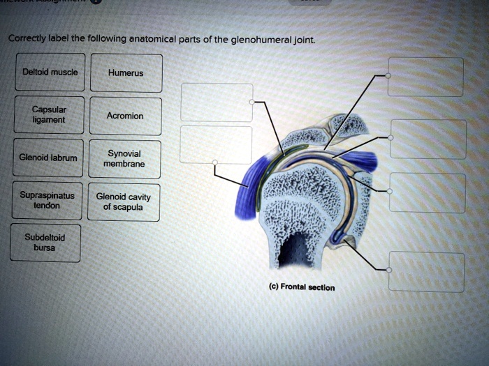 SOLVED Correctly Label The Following Anatomical Parts Of The