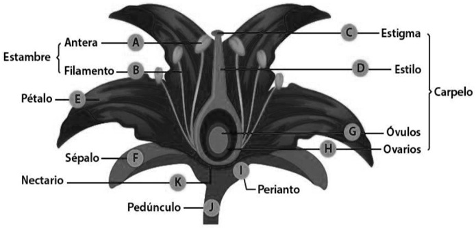 Solved Cu Les Son Las Partes De La Flor Que Permiten La Fecundaci N