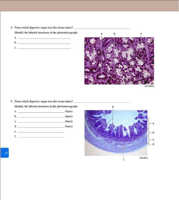 Solved From Which Digestive Organ Was This Tissue Taken Identify