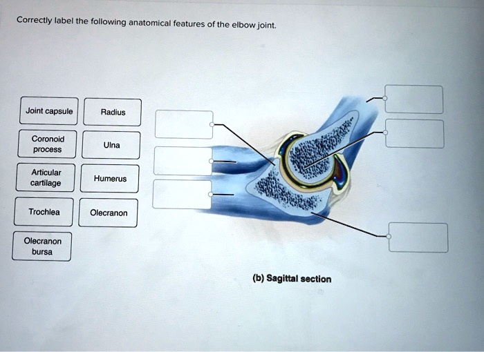 Solved Correctly Label The Following Anatomical Features Of The Elbow