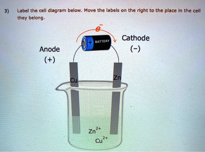 Solved Label The Cell Diagram Below Move The Labels On The Right To