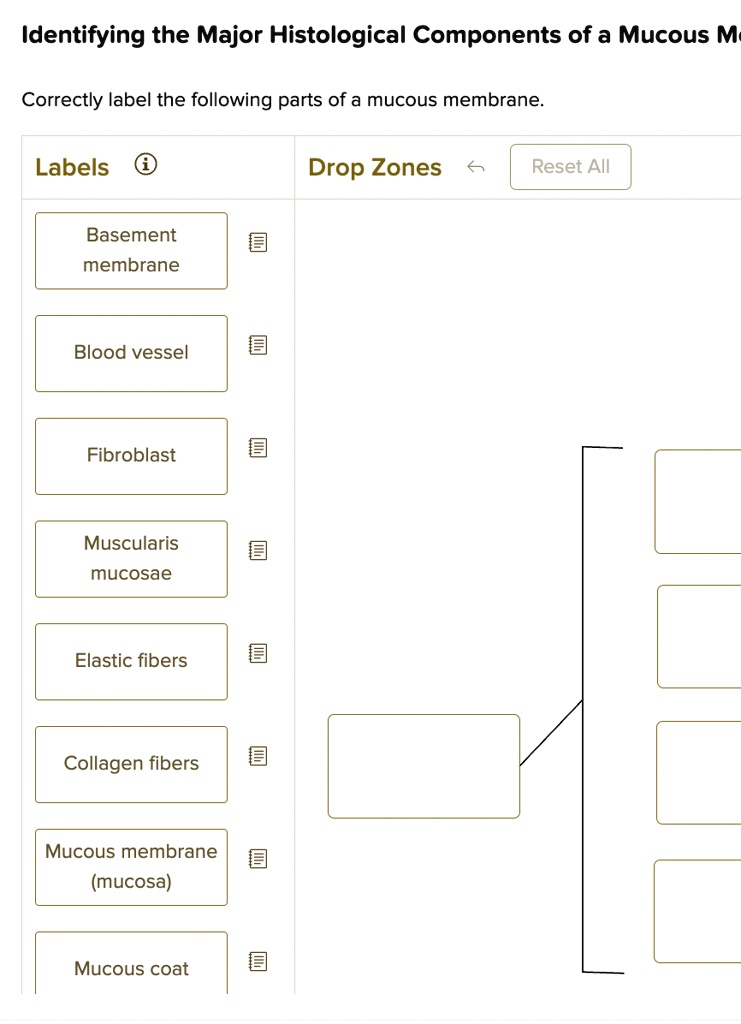 Solved Identifying The Major Histological Components Of A Mucous