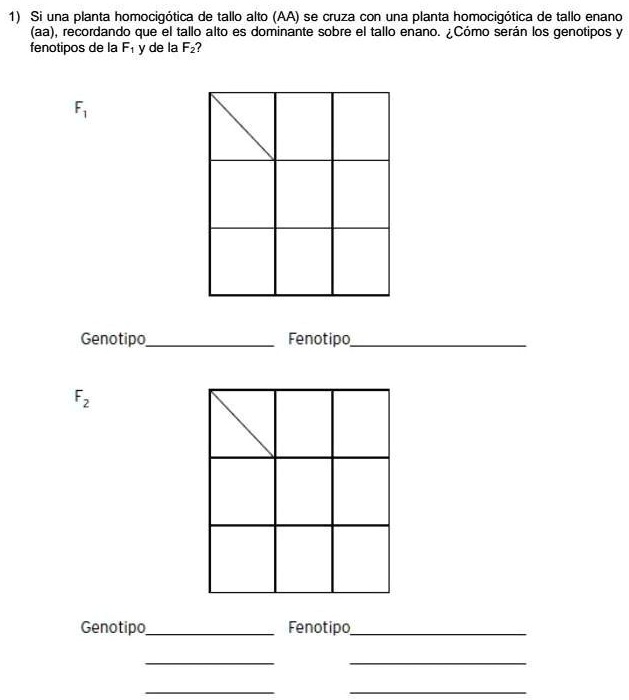 Solved Cu L Es Su Genotipo Y Cu L Es Su Genotipo Si Una Planta