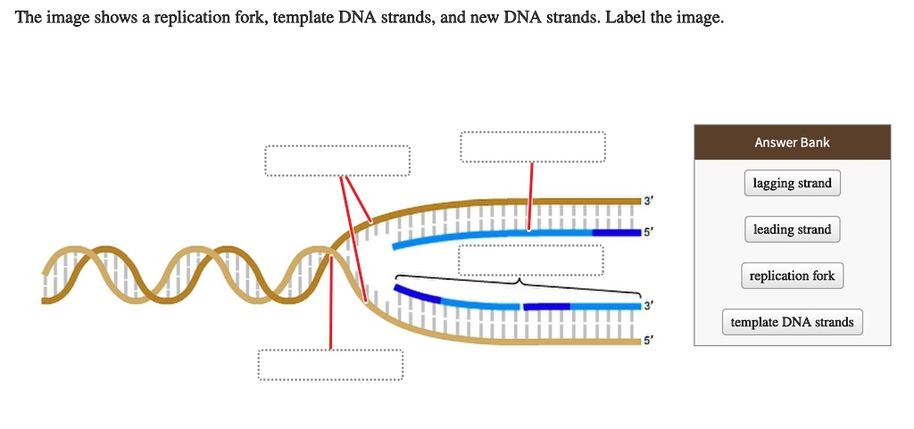 SOLVED The Image Shows A Replication Fork Template DNA Strands And