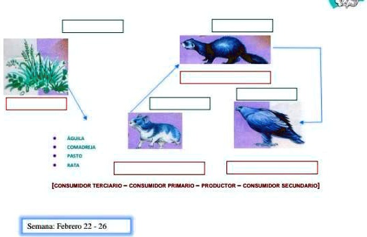 Solved Escribe En Cada Recuadro El Nombre Del Ser Vivo Y El Tipo Al