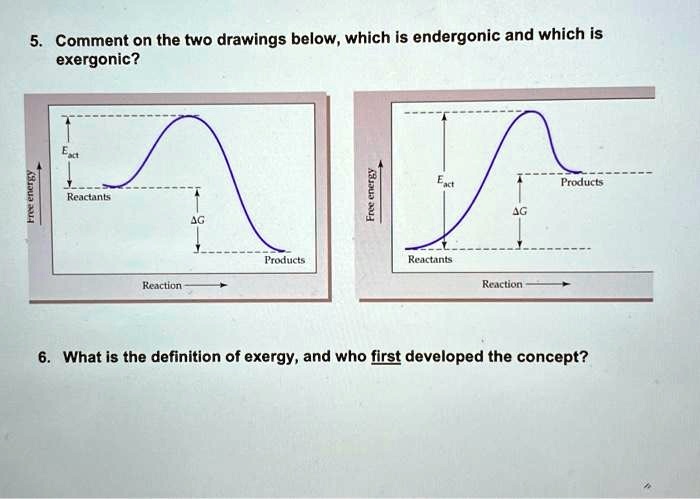 Solved Comment On The Two Drawings Below Which Is Endergonic And