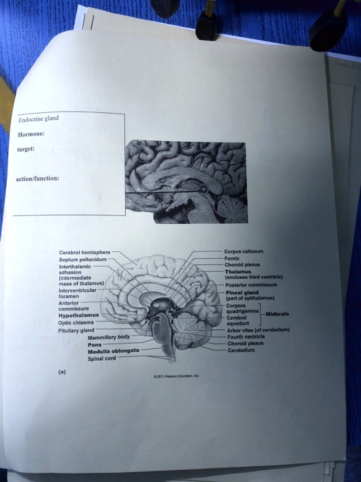 Endocrine Gland Hormone Target Action Function Cerebral Hemisphere