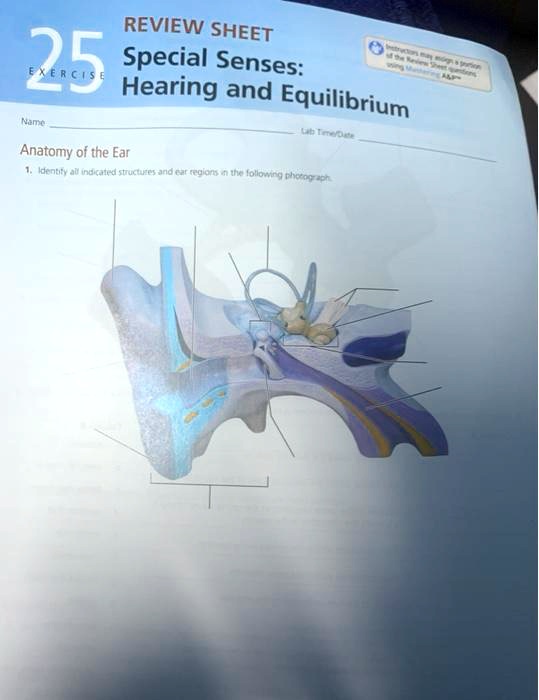 SOLVED REVIEW SHEET 25 Special Senses Hearing And Equilibrium Name