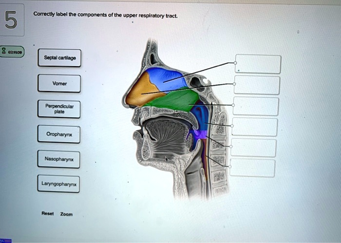 Solved Correctly Label The Components Of The Upper Respiratory