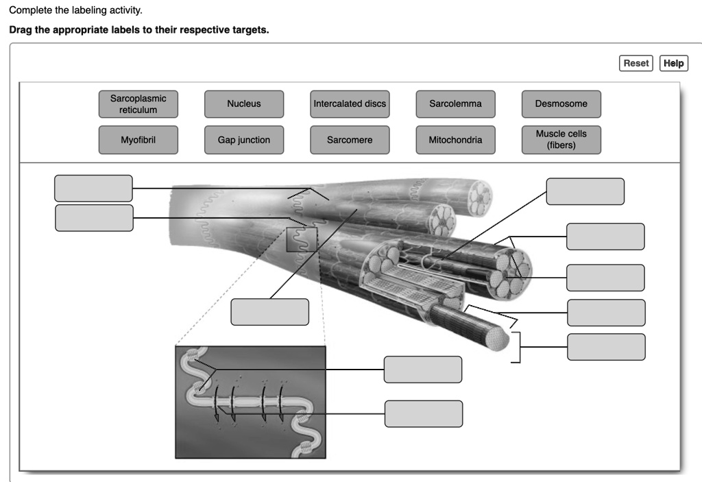 Solved Complete The Labeling Activity Drag The Appropriate Labels To
