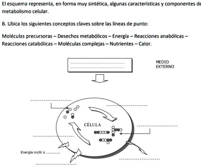 SOLVED ayúdame con este imagen El esquema representa en forma muy