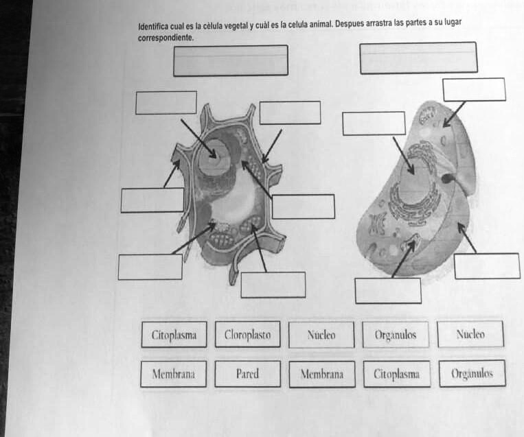 SOLVED Ayuda Por Favor Es De Ciencia Tengo Que Ponerle Las Partes Y El