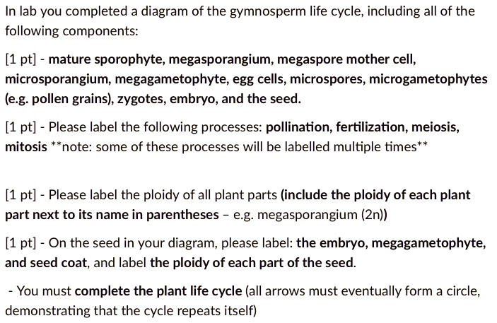 SOLVED In Lab You Completed A Diagram Of The Gymnosperm Life Cycle