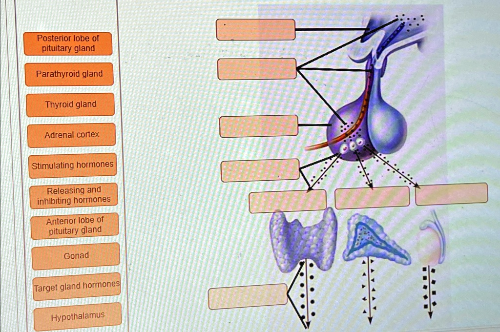 Fill Out The Diagram Please Posterior Lobe Of Pituitary Gland