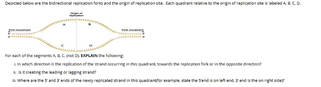 SOLVED Depicted Below Are The Bidirectional Replication Forks And The