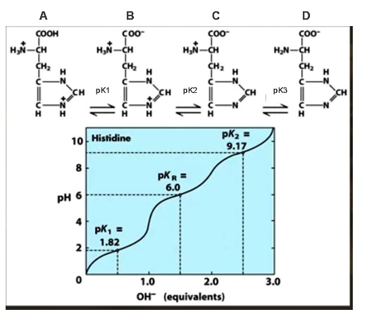 Solved A What Ph Range Or Ranges Does Histidine Act As A Buffer