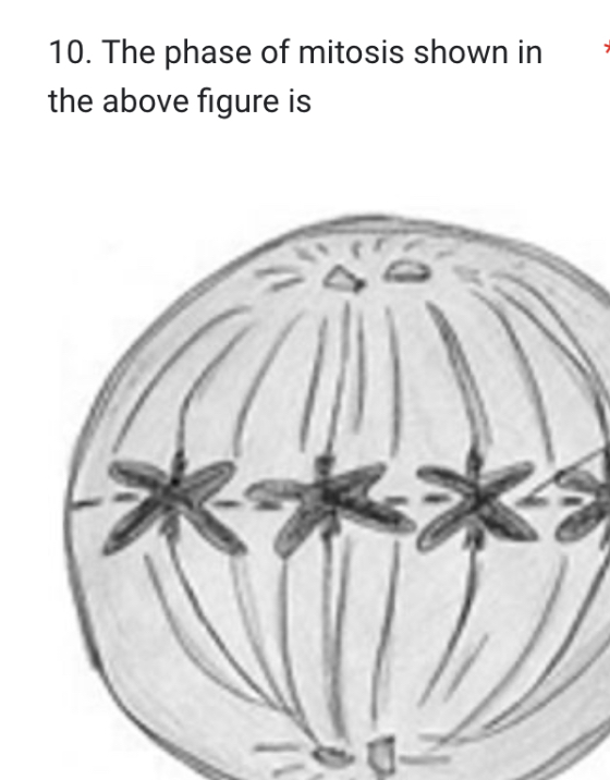 SOLVED 10 The Phase Of Mitosis Shown In The Above Figure Is