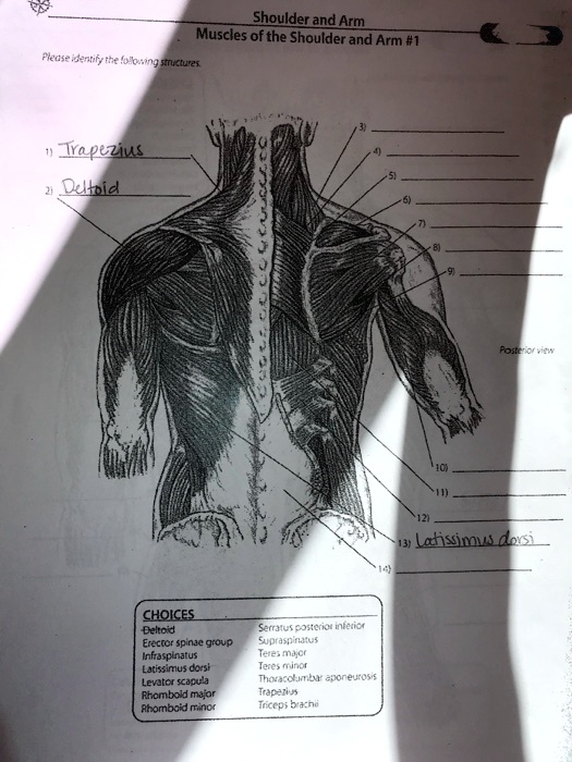 Solved Shoulder And Arm Muscles Of The Shoulder And Arm Please