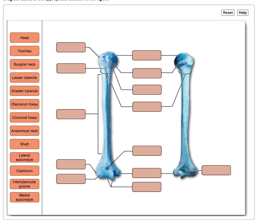 Solved Reset Help Head Trochlea Surgical Neck Lesser Tubercle Greater