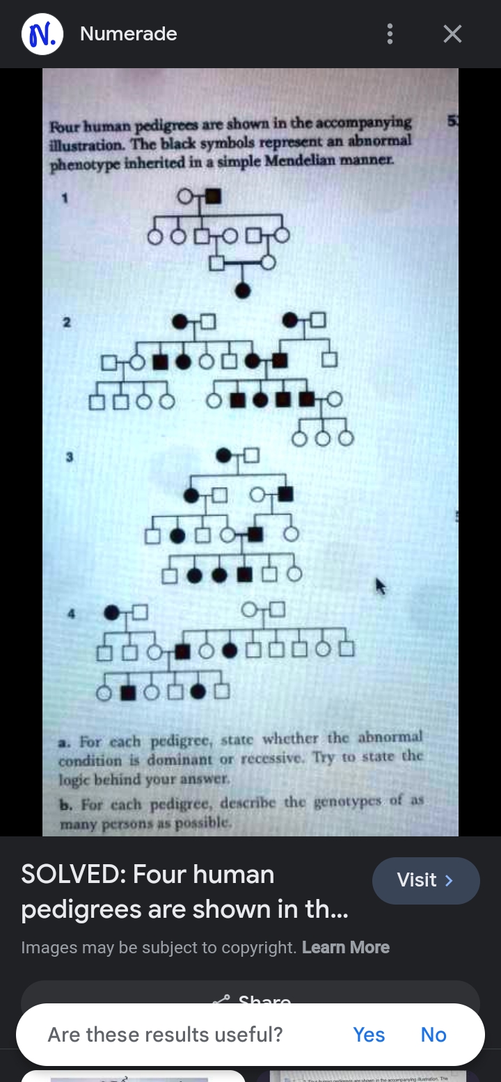 SOLVED N Numerade Four Human Pedigrees Are Shown In The