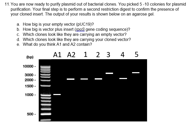 Solved You Are Now Ready To Purify Plasmid Out Of Bacterial Clones