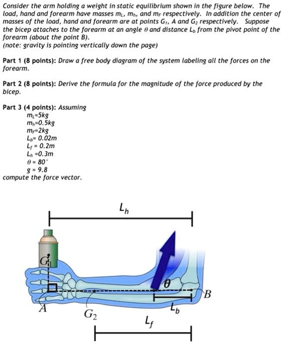 Solved Consider The Arm Holding A Weight In Static Equilibrium Shown