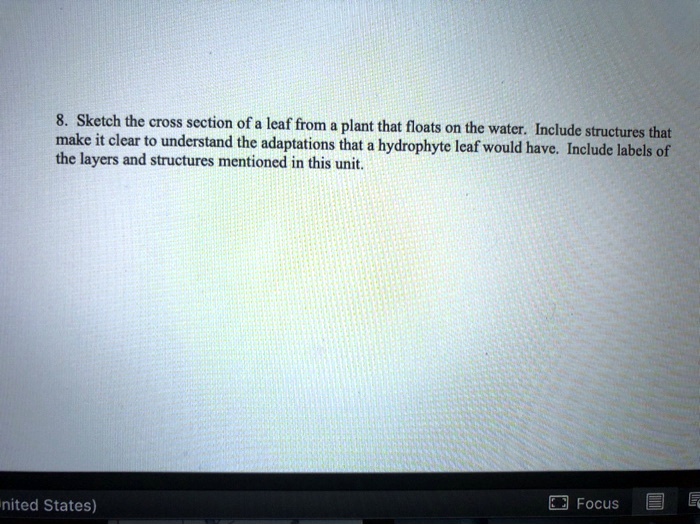 Solved Sketch The Cross Section Of A Leaf From Plant That Floats On The
