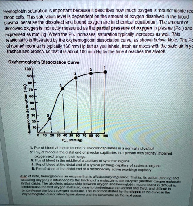 Solved Hemoglobin Saturation Is Important Because It Descnbes How Much