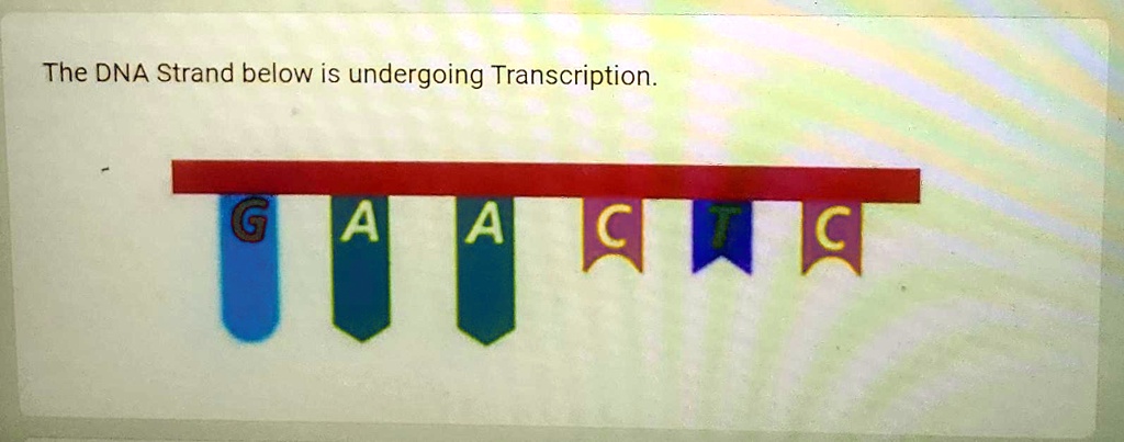 SOLVED The DNA Strand Below Is Undergoing Transcription The DNA