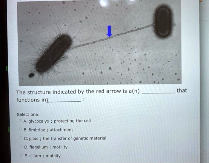 SOLVED The Structure Indicated By The Red Arrow Is A N Functions In That Select One A