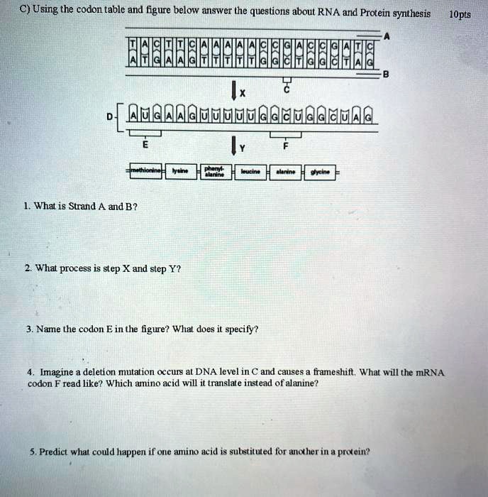 SOLVED C Using The Codon Table And Figure Below Answer The Questions