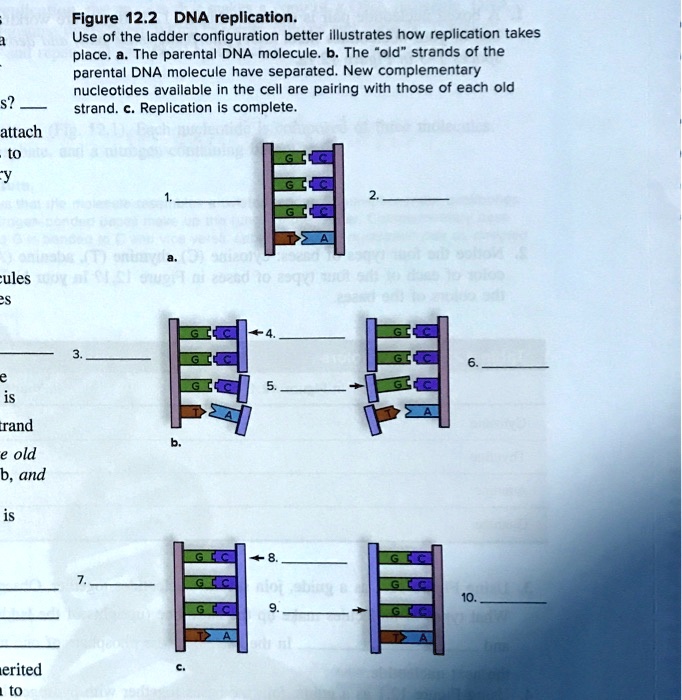 Solved Figure Dna Replication Use Of The Ladder Configuration