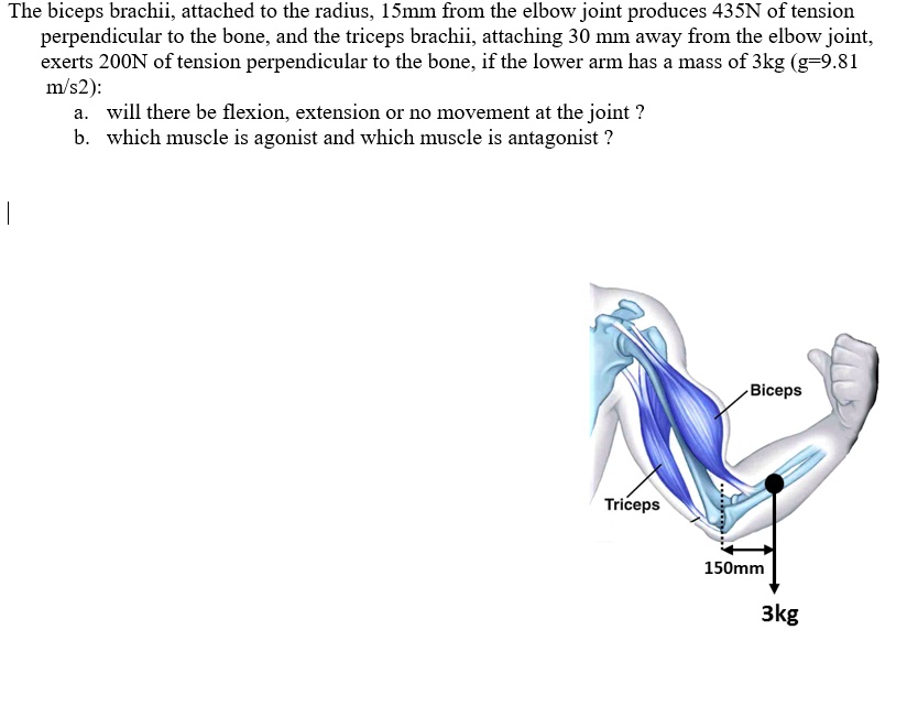 SOLVED The Biceps Brachii Attached To The Radius 15 Mm From The Elbow