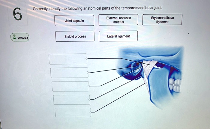 SOLVED Correctly Identify The Following Anatomical Parts Of The