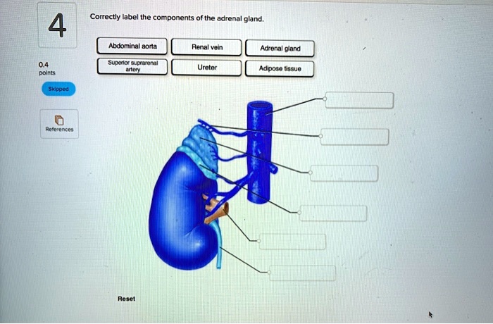 Solved Correctly Label The Components Of The Adrenal Gland