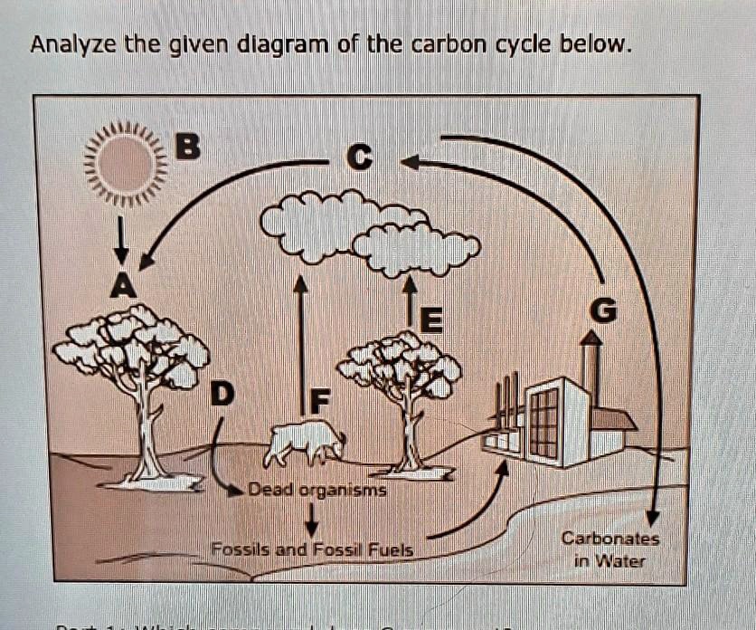 Analyze The Given Diagram Of The Carbon Cycle Below Part 1 Which