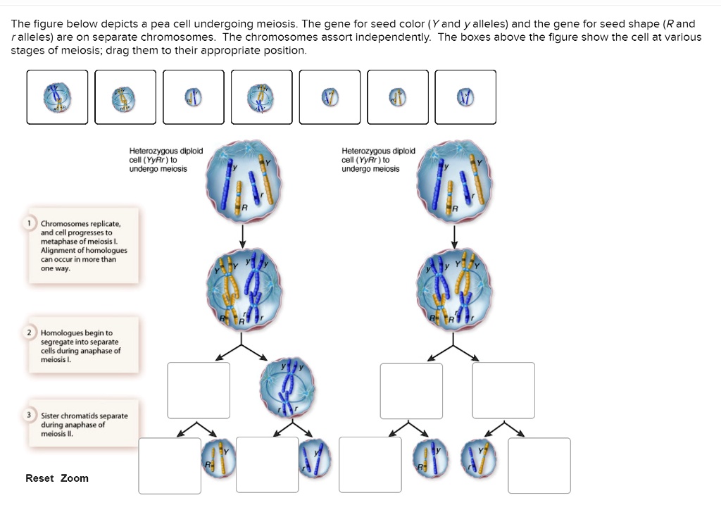 The Figure Below Depicts Pea Cell Undergoing Meiosis Solvedlib