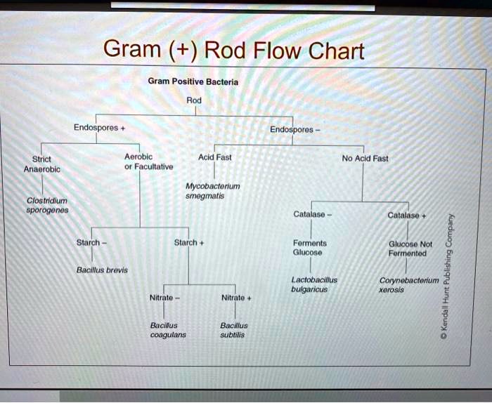 Bacteria Identification Flow Chart Gram Positive Bacteria Flow Chart The Best Porn Website