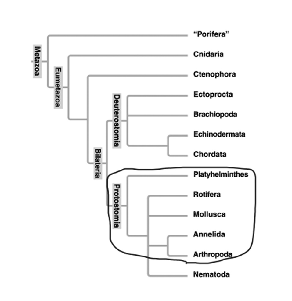 Solved Porifera Cnidaria L Ctenophora Ectoprocta Brachiopoda L