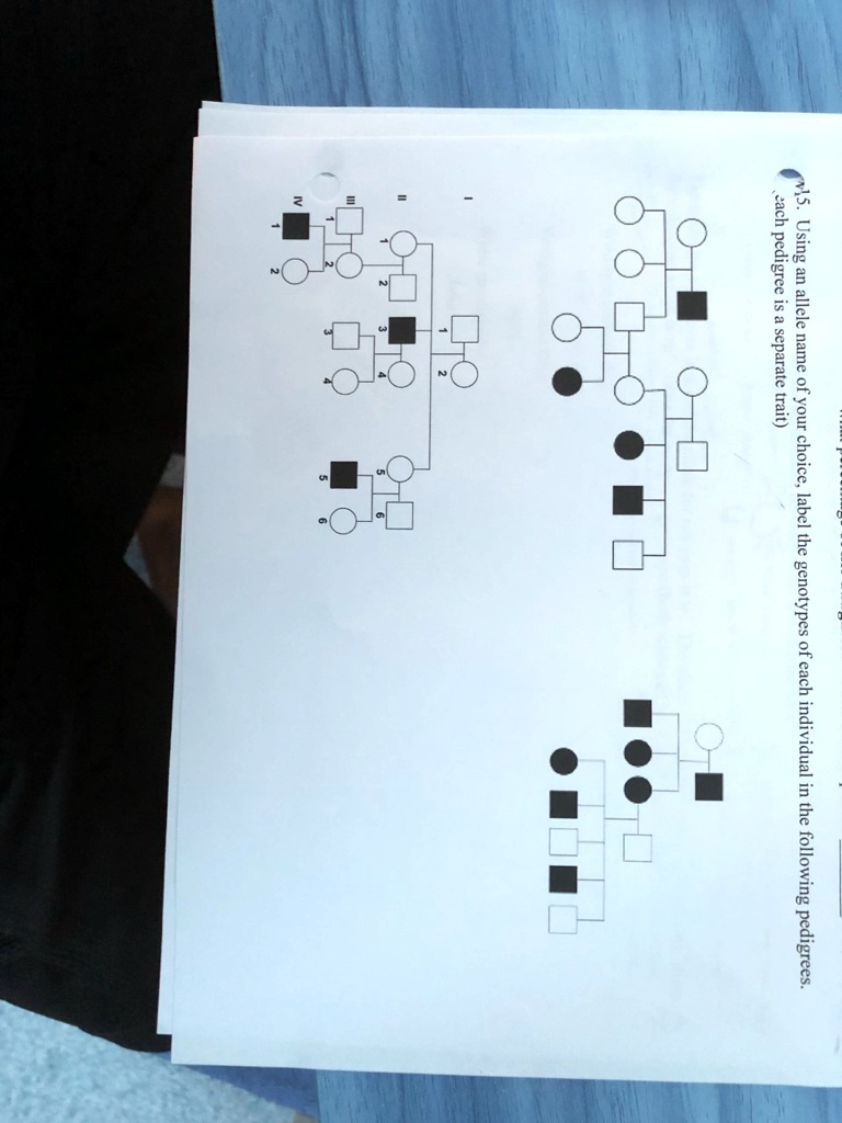 Solved Each Pedigree Using Allele Separation Label The Genotypes Of