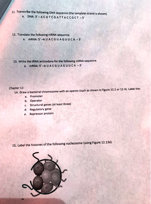 SOLVED Transcribe The Following DNA Sequence The Template Strand