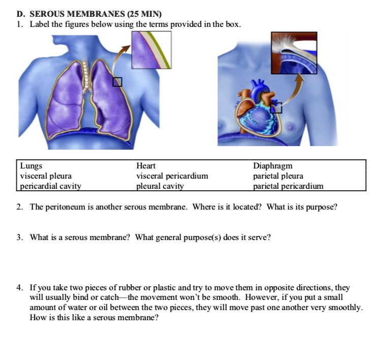 Solved D Serous Membranes Min Label The Figures Below Using